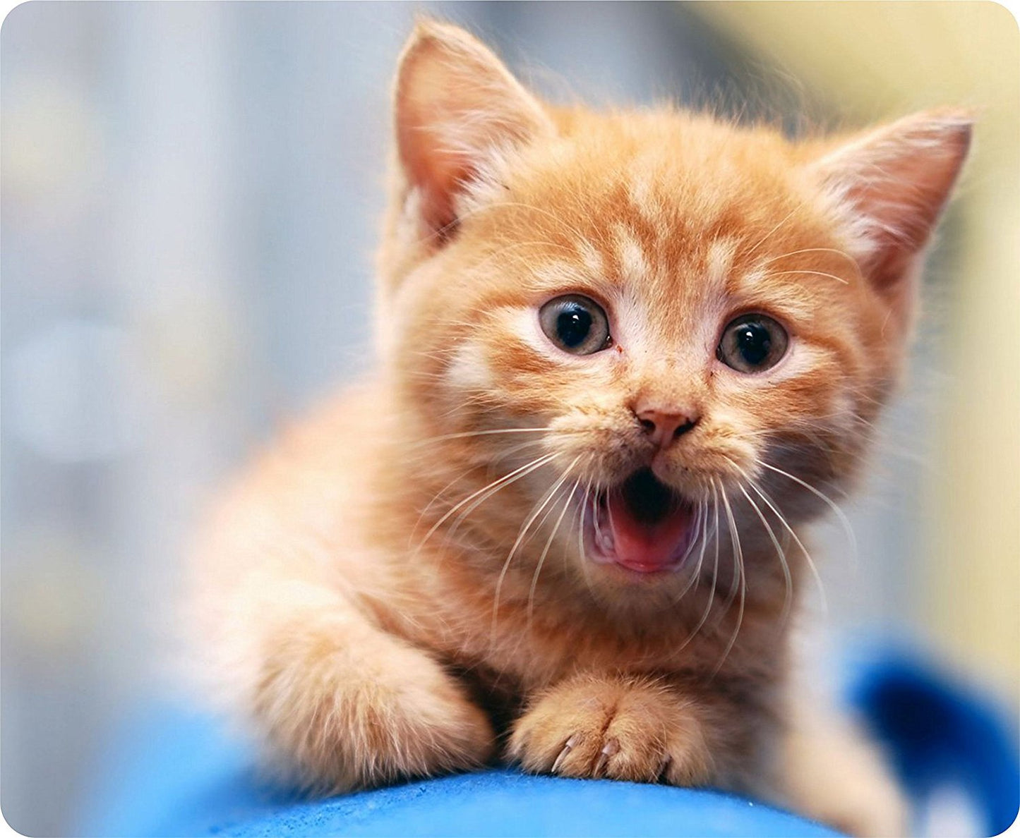 Angry Kitten Mousemat / Pad Anti Slip Computer PC Mouse Mat