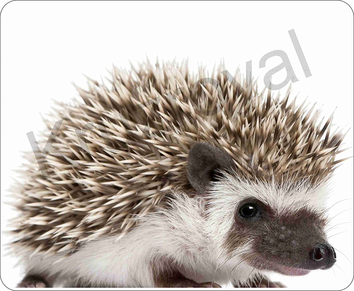 Hedgehog Mice Mousemat/Pad Anti Slip Computer PC Mouse Mat