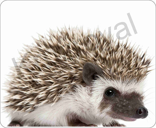 Hedgehog Mice Mousemat/Pad Anti Slip Computer PC Mouse Mat
